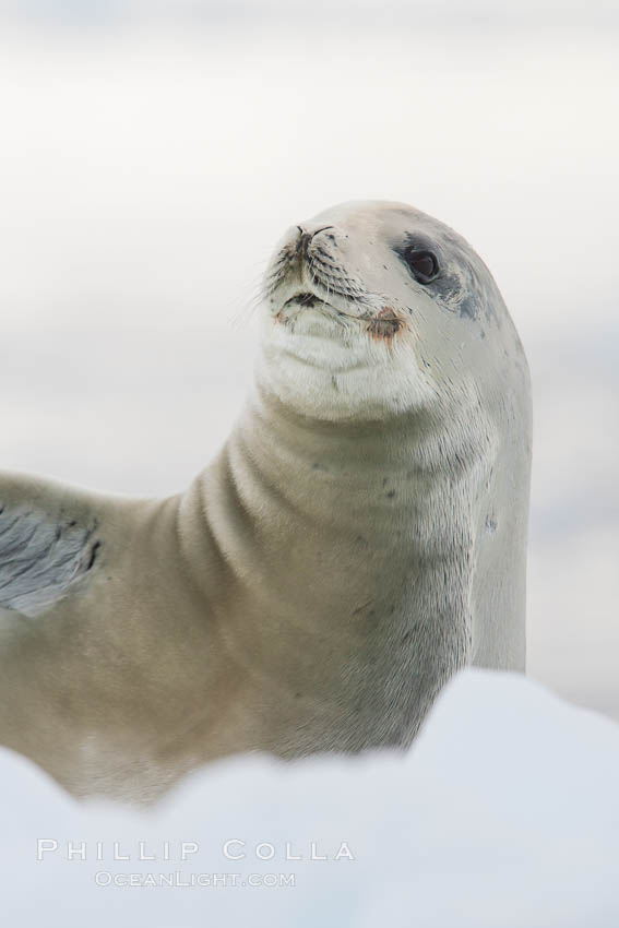 A crabeater seal, hauled out on pack ice to rest.  Crabeater seals reach 2m and 200kg in size, with females being slightly larger than males.  Crabeaters are the most abundant species of seal in the world, with as many as 75 million individuals.  Despite its name, 80% the crabeater seal's diet consists of Antarctic krill.  They have specially adapted teeth to strain the small krill from the water. Neko Harbor, Antarctic Peninsula, Antarctica, Lobodon carcinophagus, natural history stock photograph, photo id 25663