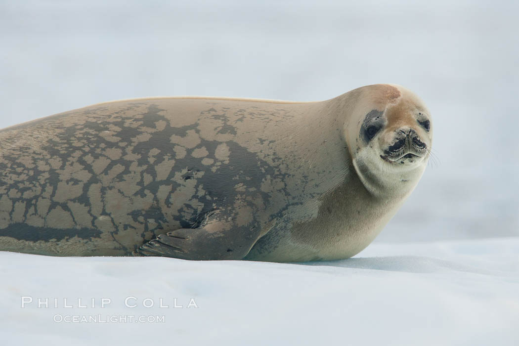 A crabeater seal, hauled out on pack ice to rest.  Crabeater seals reach 2m and 200kg in size, with females being slightly larger than males.  Crabeaters are the most abundant species of seal in the world, with as many as 75 million individuals.  Despite its name, 80% the crabeater seal's diet consists of Antarctic krill.  They have specially adapted teeth to strain the small krill from the water. Neko Harbor, Antarctic Peninsula, Antarctica, Lobodon carcinophagus, natural history stock photograph, photo id 25703