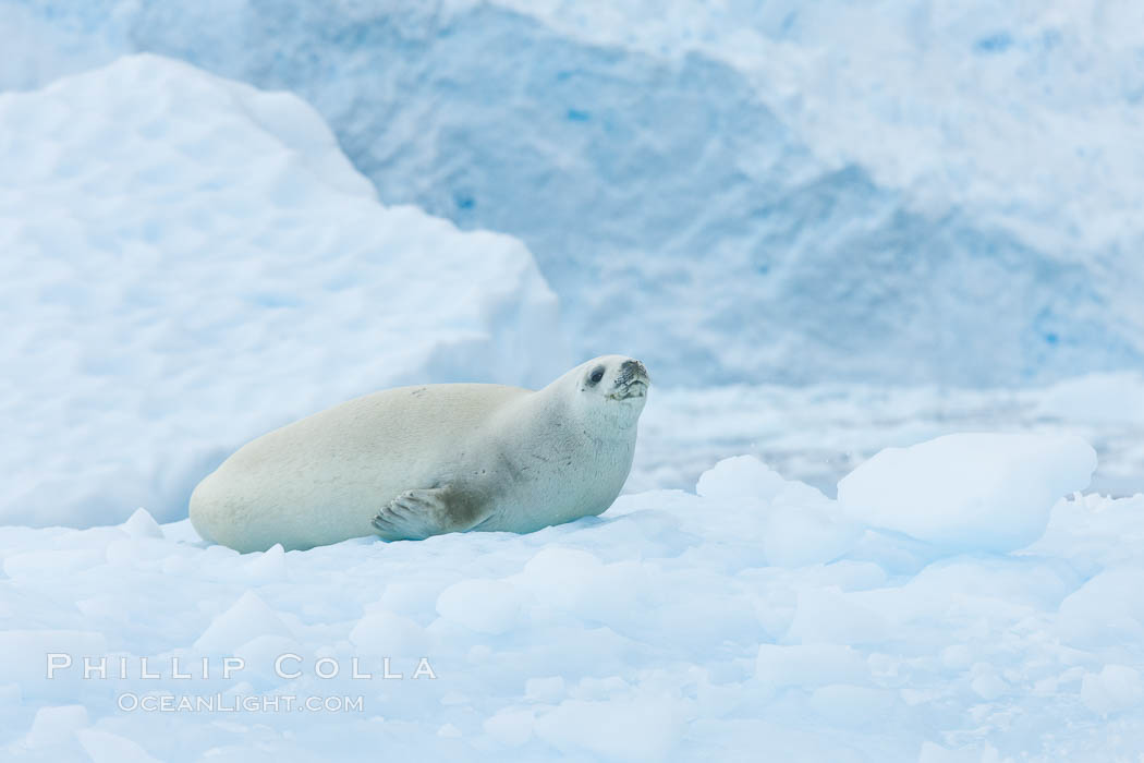 A crabeater seal, hauled out on pack ice to rest.  Crabeater seals reach 2m and 200kg in size, with females being slightly larger than males.  Crabeaters are the most abundant species of seal in the world, with as many as 75 million individuals.  Despite its name, 80% the crabeater seal's diet consists of Antarctic krill.  They have specially adapted teeth to strain the small krill from the water. Cierva Cove, Antarctic Peninsula, Antarctica, Lobodon carcinophagus, natural history stock photograph, photo id 25525