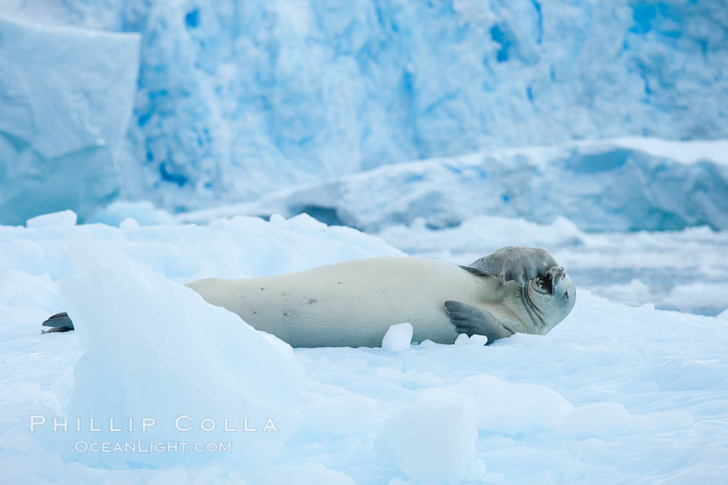 A crabeater seal, hauled out on pack ice to rest.  Crabeater seals reach 2m and 200kg in size, with females being slightly larger than males.  Crabeaters are the most abundant species of seal in the world, with as many as 75 million individuals.  Despite its name, 80% the crabeater seal's diet consists of Antarctic krill.  They have specially adapted teeth to strain the small krill from the water. Cierva Cove, Antarctic Peninsula, Antarctica, Lobodon carcinophagus, natural history stock photograph, photo id 25585