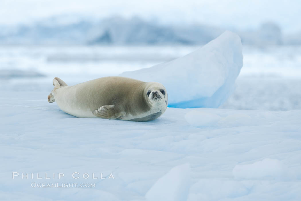 A crabeater seal, hauled out on pack ice to rest.  Crabeater seals reach 2m and 200kg in size, with females being slightly larger than males.  Crabeaters are the most abundant species of seal in the world, with as many as 75 million individuals.  Despite its name, 80% the crabeater seal's diet consists of Antarctic krill.  They have specially adapted teeth to strain the small krill from the water. Neko Harbor, Antarctic Peninsula, Antarctica, Lobodon carcinophagus, natural history stock photograph, photo id 25673
