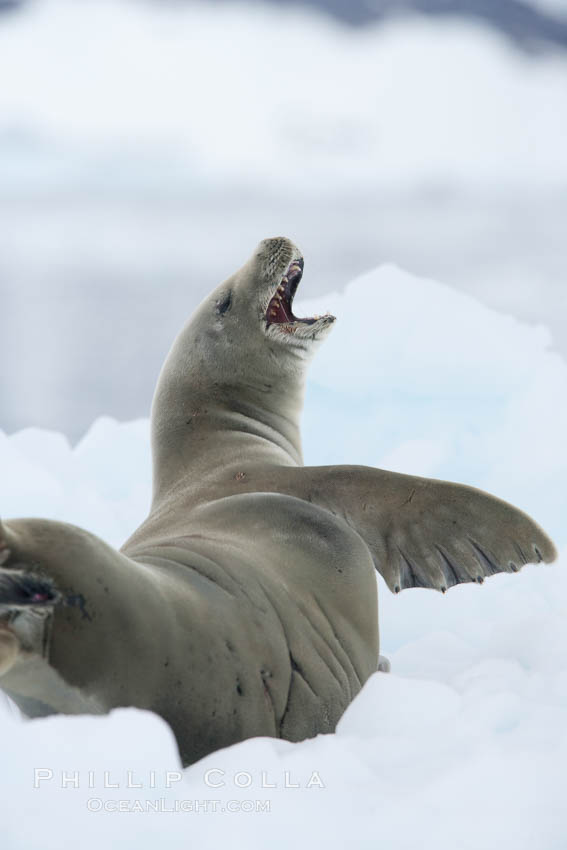 A crabeater seal, hauled out on pack ice to rest.  Crabeater seals reach 2m and 200kg in size, with females being slightly larger than males.  Crabeaters are the most abundant species of seal in the world, with as many as 75 million individuals.  Despite its name, 80% the crabeater seal's diet consists of Antarctic krill.  They have specially adapted teeth to strain the small krill from the water. Neko Harbor, Antarctic Peninsula, Antarctica, Lobodon carcinophagus, natural history stock photograph, photo id 25694