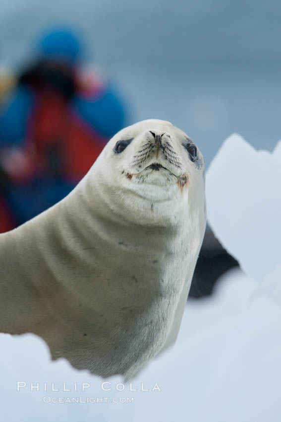 A crabeater seal, hauled out on pack ice to rest.  Crabeater seals reach 2m and 200kg in size, with females being slightly larger than males.  Crabeaters are the most abundant species of seal in the world, with as many as 75 million individuals.  Despite its name, 80% the crabeater seal's diet consists of Antarctic krill.  They have specially adapted teeth to strain the small krill from the water. Neko Harbor, Antarctic Peninsula, Antarctica, Lobodon carcinophagus, natural history stock photograph, photo id 25693