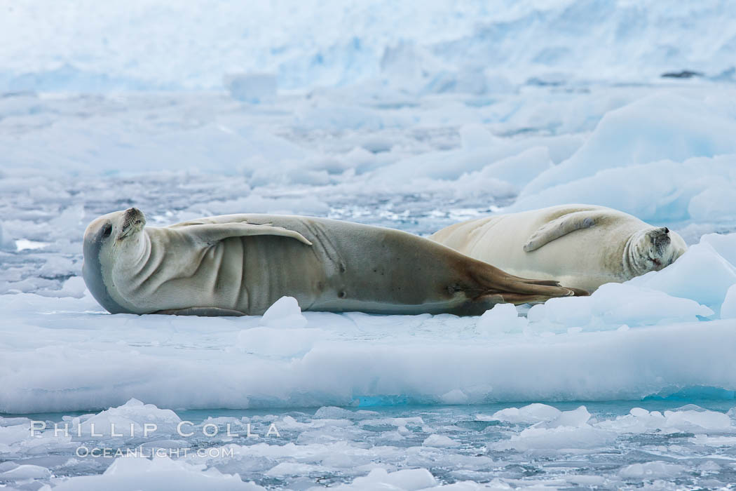 Crabeater seal resting on pack ice.  Crabeater seals reach 2m and 200kg in size, with females being slightly larger than males.  Crabeaters are the most abundant species of seal in the world, with as many as 75 million individuals.  Despite its name, 80% the crabeater seal's diet consists of Antarctic krill.  They have specially adapted teeth to strain the small krill from the water. Cierva Cove, Antarctic Peninsula, Antarctica, Lobodon carcinophagus, natural history stock photograph, photo id 25530