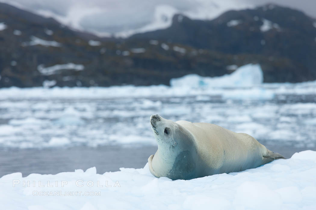 Crabeater seal resting on pack ice.  Crabeater seals reach 2m and 200kg in size, with females being slightly larger than males.  Crabeaters are the most abundant species of seal in the world, with as many as 75 million individuals.  Despite its name, 80% the crabeater seal's diet consists of Antarctic krill.  They have specially adapted teeth to strain the small krill from the water. Cierva Cove, Antarctic Peninsula, Antarctica, Lobodon carcinophagus, natural history stock photograph, photo id 25580