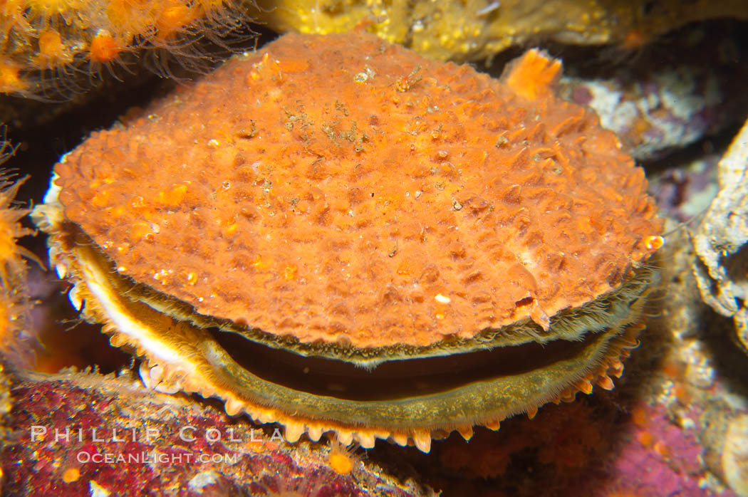 Rock scallop., Crassedoma giganteum, natural history stock photograph, photo id 14007