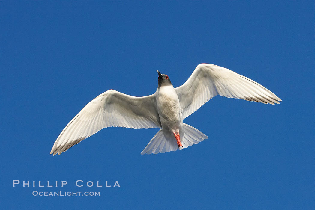 Swallow-tailed gull., Creagrus furcata, natural history stock photograph, photo id 16594