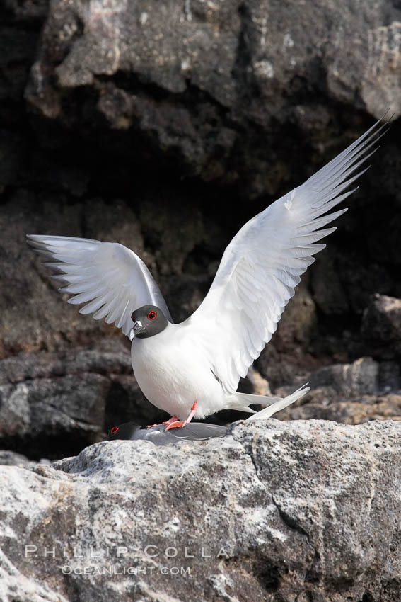 Swallow-tailed gull, mating, male on top, female just visible below. Wolf Island, Galapagos Islands, Ecuador, Creagrus furcata, natural history stock photograph, photo id 16591