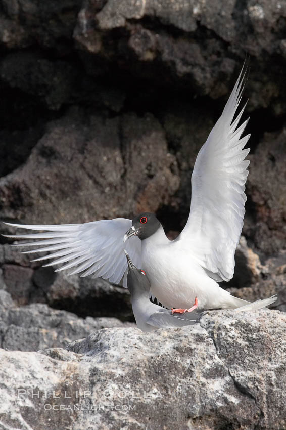 Swallow-tailed gull, mating, male on top, female just visible below., Creagrus furcata, natural history stock photograph, photo id 16597
