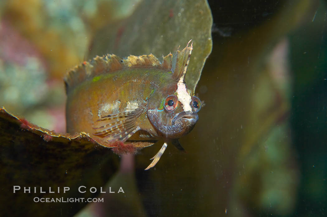 Crevice rockfish.  Seldom seen, kelpfish hover among the seaweeds in wave swept tidepools and reefs.  These secretive fish rapidly change color to match watever background they are near.  This kelpfish has assumed the coloration of the blade of kelp it is resting on. Monterey, California, USA, Gibbonsia montereyensis, natural history stock photograph, photo id 13710