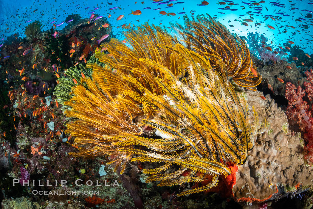 Crinoid (feather star) extends its tentacles into ocean currents, on pristine south pacific coral reef, Fiji, Crinoidea, Vatu I Ra Passage, Bligh Waters, Viti Levu Island