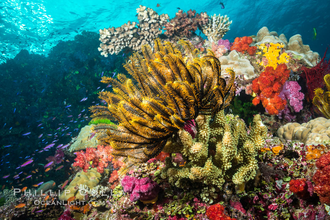 Crinoid (feather star) extends its tentacles into ocean currents, on pristine south pacific coral reef, Fiji. Namena Marine Reserve, Namena Island, Crinoidea, natural history stock photograph, photo id 31596