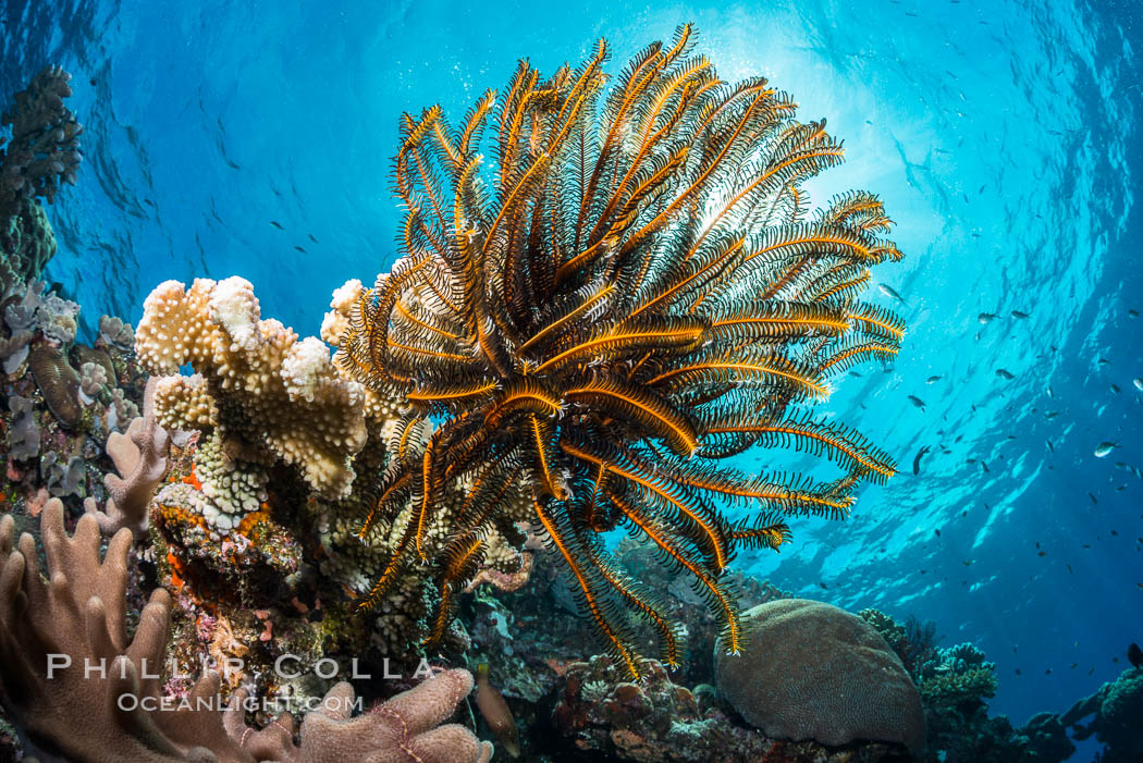 Crinoid (feather star) extends its tentacles into ocean currents, on pristine south pacific coral reef, Fiji. Vatu I Ra Passage, Bligh Waters, Viti Levu  Island, Crinoidea, natural history stock photograph, photo id 31317