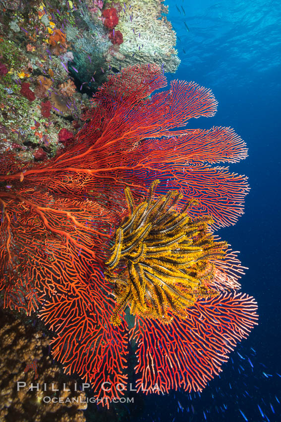 Crinoid clinging to gorgonian sea fan, Fiji, Crinoidea, Gorgonacea, Namena Marine Reserve, Namena Island