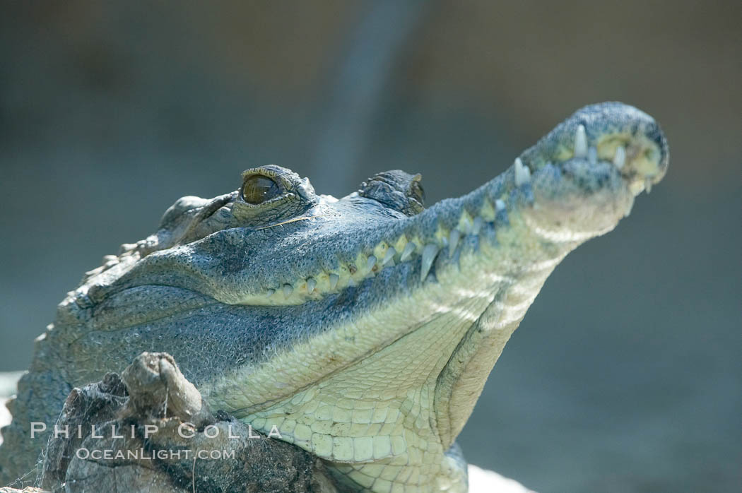 African slender-snouted crocodile., Crocodylus cataphractus, natural history stock photograph, photo id 15645