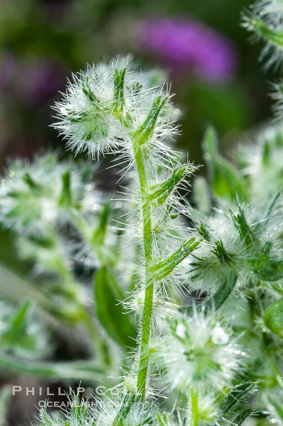 Forget-me-nots bloom in spring.  The small white flowers are characteristic of this group of Colorado Desert wildflowers.  Anza Borrego Desert State Park., Cryptantha, natural history stock photograph, photo id 10512