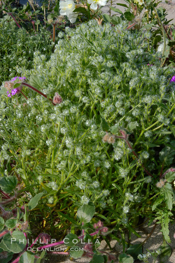 Forget-me-nots bloom in spring.  The small white flowers are characteristic of this group of Colorado Desert wildflowers.  Anza Borrego Desert State Park., Cryptantha, natural history stock photograph, photo id 10515
