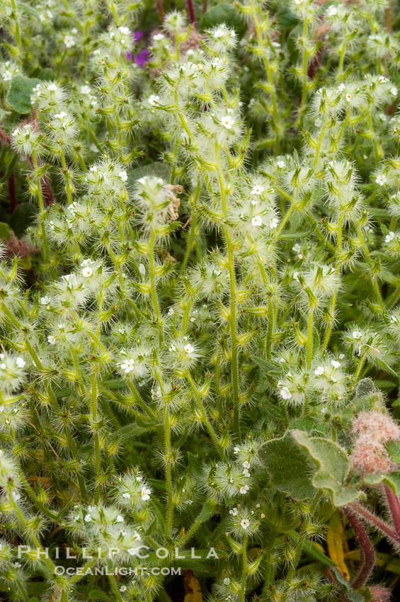 Forget-me-nots bloom in spring.  The small white flowers are characteristic of this group of Colorado Desert wildflowers.  Anza Borrego Desert State Park., Cryptantha, natural history stock photograph, photo id 10513