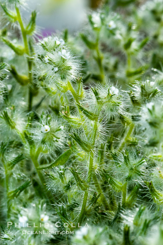 Forget-me-nots bloom in spring.  The small white flowers are characteristic of this group of Colorado Desert wildflowers.  Anza Borrego Desert State Park., Cryptantha, natural history stock photograph, photo id 10517