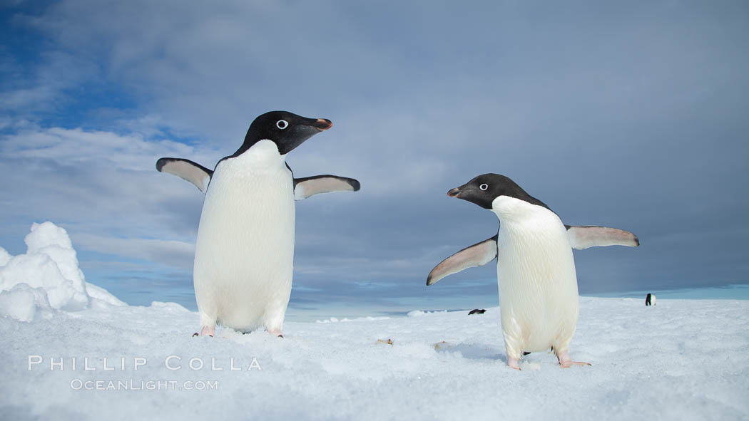 Two Adelie penguins, holding their wings out, standing on an iceberg. Paulet Island, Antarctic Peninsula, Antarctica, Pygoscelis adeliae, natural history stock photograph, photo id 25050