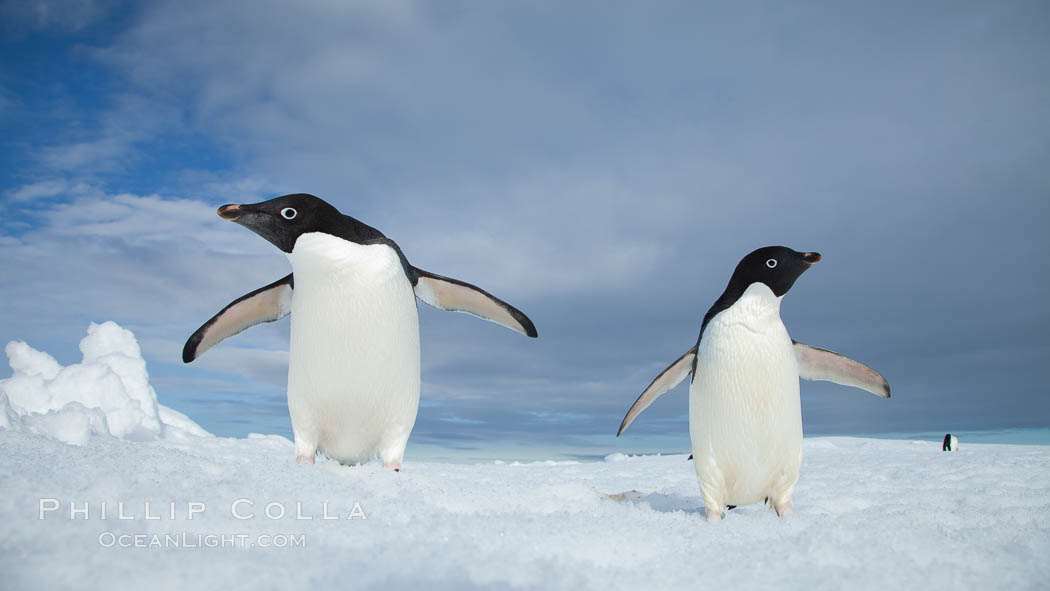 Two Adelie penguins, holding their wings out, standing on an iceberg. Paulet Island, Antarctic Peninsula, Antarctica, Pygoscelis adeliae, natural history stock photograph, photo id 25049