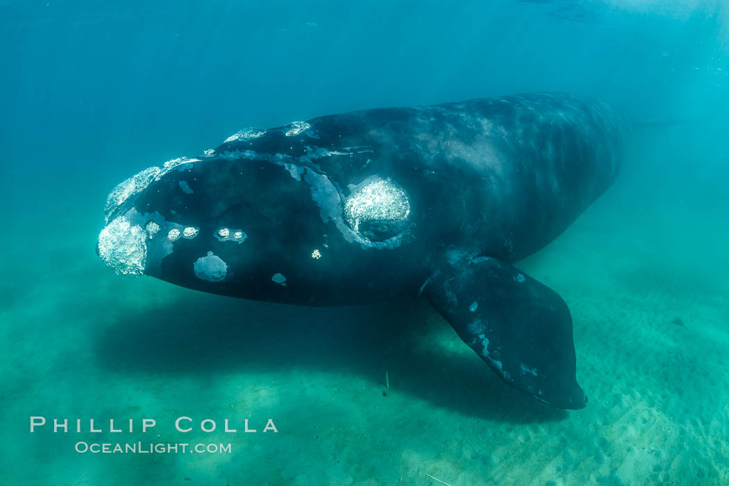 Inquisitive southern right whale underwater, Eubalaena australis, closely approaches cameraman, Argentina. Puerto Piramides, Chubut, Eubalaena australis, natural history stock photograph, photo id 35954