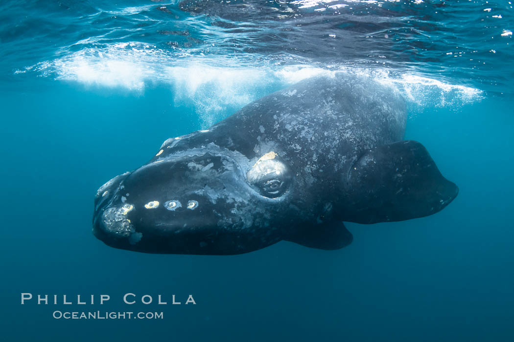 Inquisitive southern right whale underwater, Eubalaena australis, closely approaches cameraman, Argentina. Puerto Piramides, Chubut, Eubalaena australis, natural history stock photograph, photo id 35970