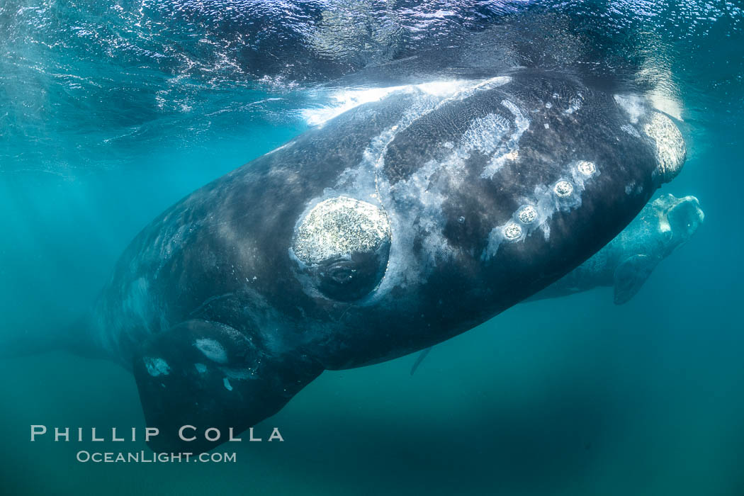 Inquisitive southern right whale underwater, Eubalaena australis, closely approaches cameraman, Argentina. Puerto Piramides, Chubut, Eubalaena australis, natural history stock photograph, photo id 35951
