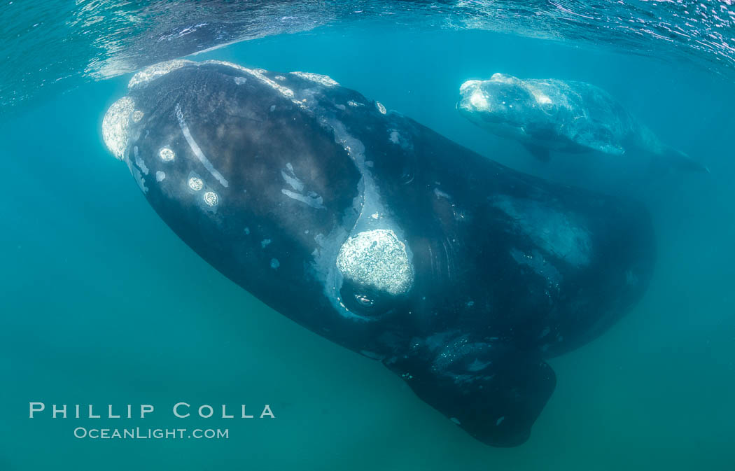 Inquisitive southern right whale underwater, Eubalaena australis, closely approaches cameraman, Argentina. Puerto Piramides, Chubut, Eubalaena australis, natural history stock photograph, photo id 35989