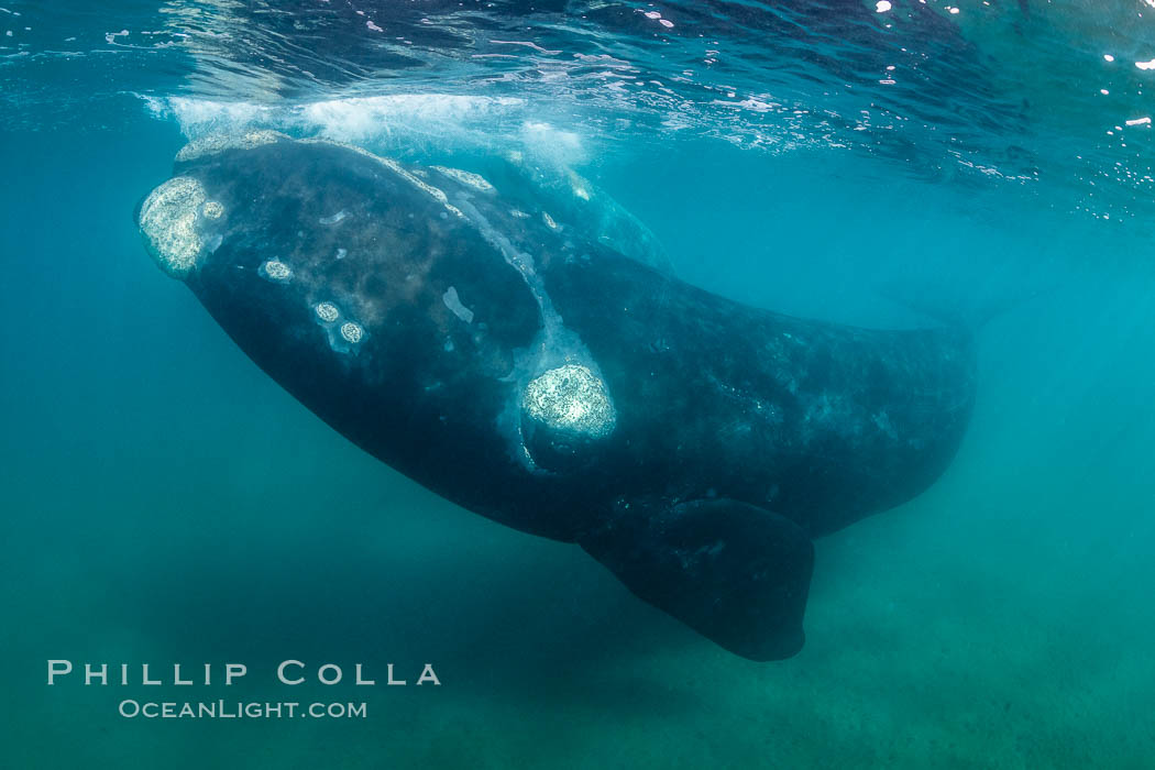Inquisitive southern right whale underwater, Eubalaena australis, closely approaches cameraman, Argentina. Puerto Piramides, Chubut, natural history stock photograph, photo id 35993