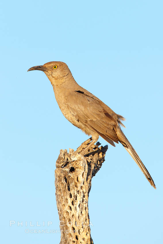 Curve-billed thrasher., Toxostoma curvirostre, natural history stock photograph, photo id 23035