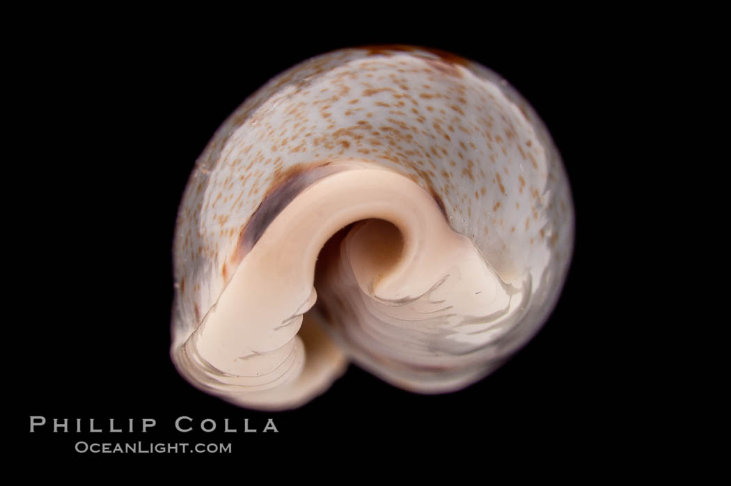 Cylindrical Cowrie., Cypraea cylindrica, natural history stock photograph, photo id 08404