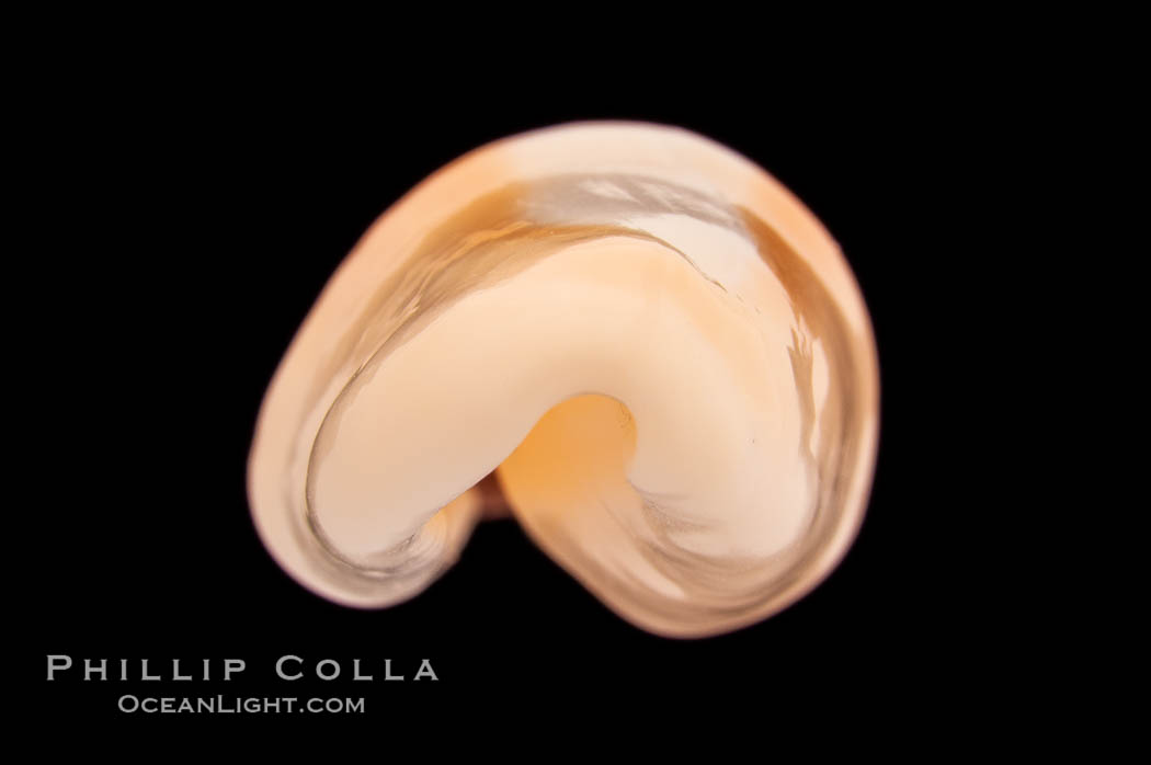 Flamingo tongue cowrie., Cyphoma gibbosum, natural history stock photograph, photo id 08632