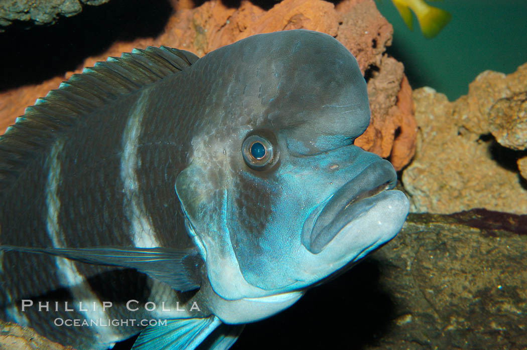 Bumphead Cichlid., Cyphotilapia frontosa, natural history stock photograph, photo id 09289