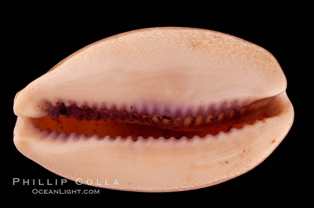 Carnelian Cowrie., Cypraea carneola, natural history stock photograph, photo id 08362