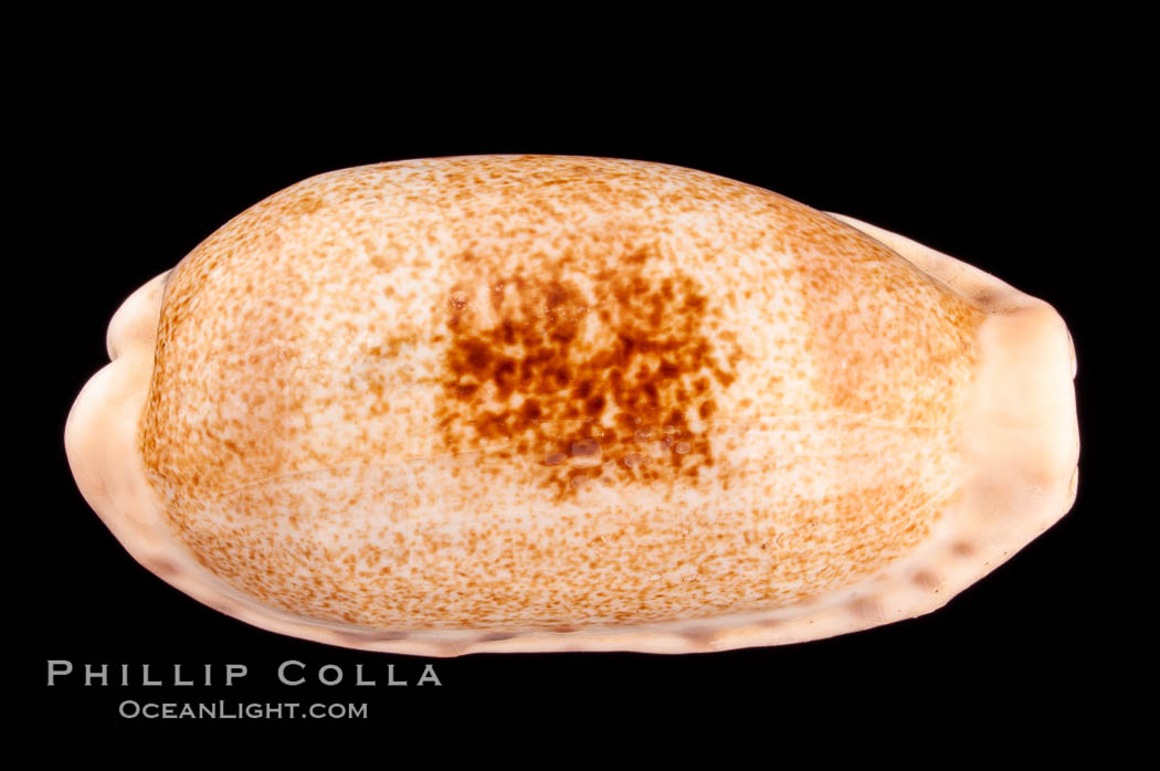 Caurica Cowrie., Cypraea caurica longior, natural history stock photograph, photo id 08141