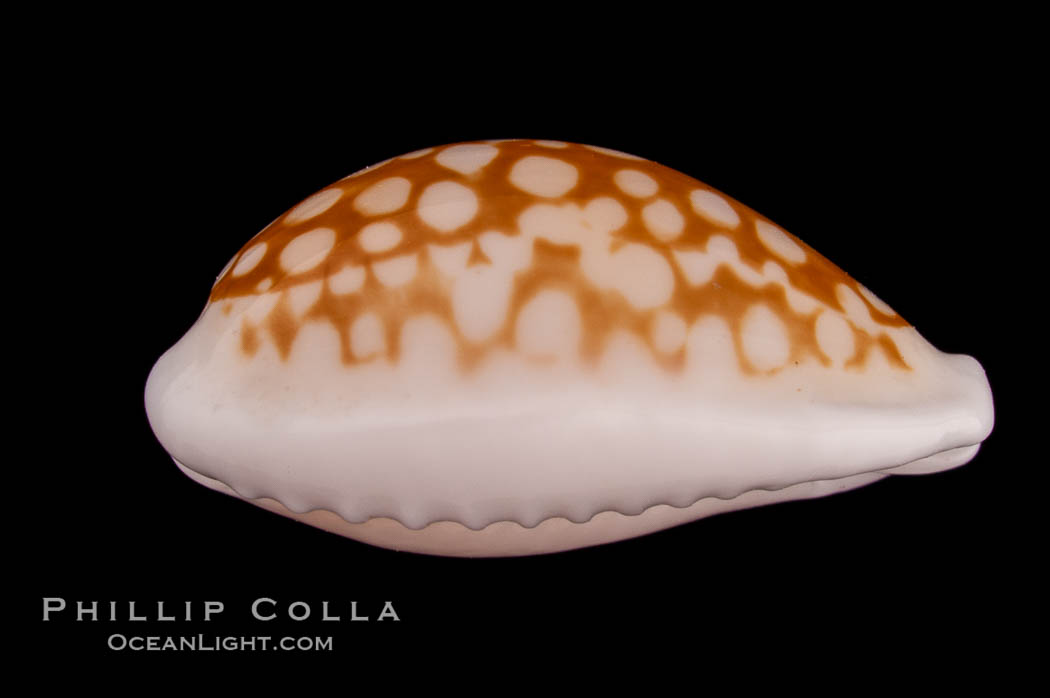 Sieve Cowrie., Cypraea cribraria comma, natural history stock photograph, photo id 08091