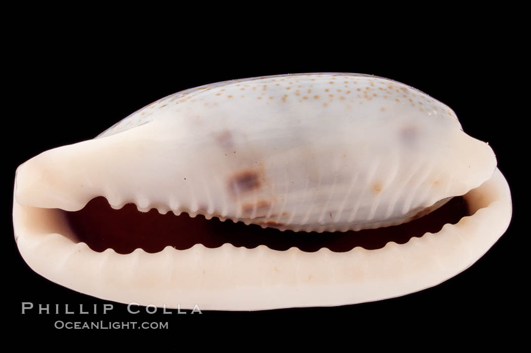 Cylindrical Cowrie., Cypraea cylindrica, natural history stock photograph, photo id 08402