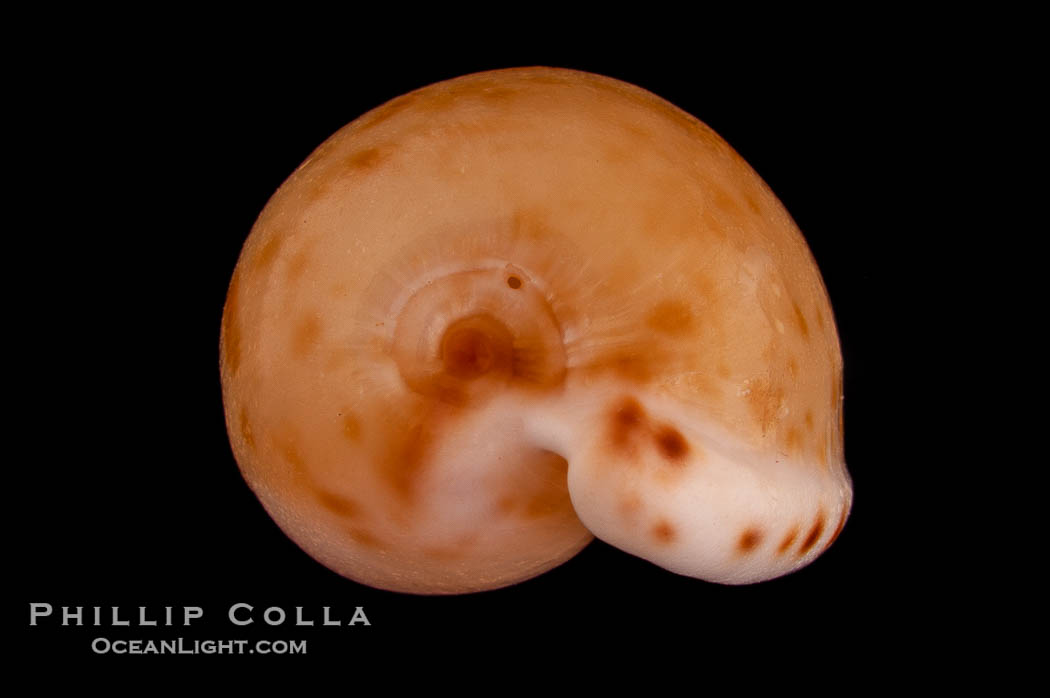 Toothless Cape Cowrie., Cypraea edentula, natural history stock photograph, photo id 08100