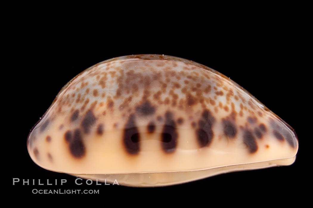 Cat Cowrie., Cypraea felina fabula, natural history stock photograph, photo id 08500