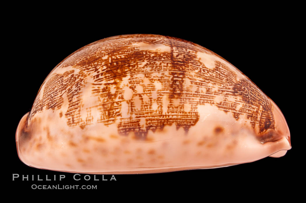 Map Cowrie., Cypraea mappa, natural history stock photograph, photo id 08794