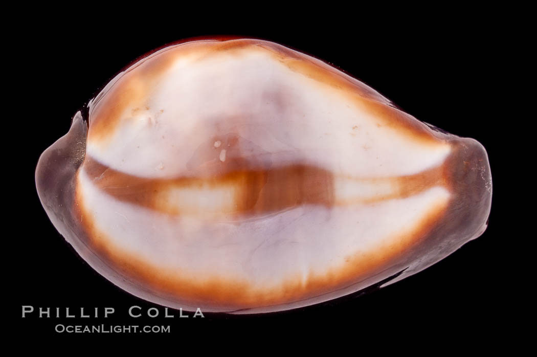 Onyx Cowrie., Cypraea onyx, natural history stock photograph, photo id 08429