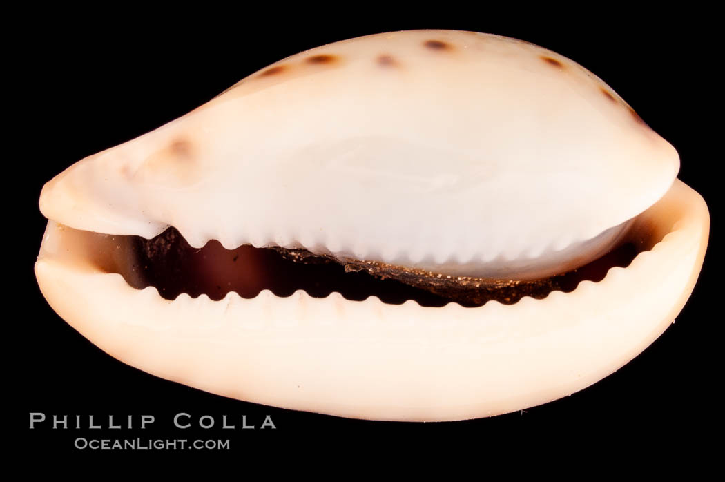 Pale Cowrie., Cypraea pallida insulicola, natural history stock photograph, photo id 08123
