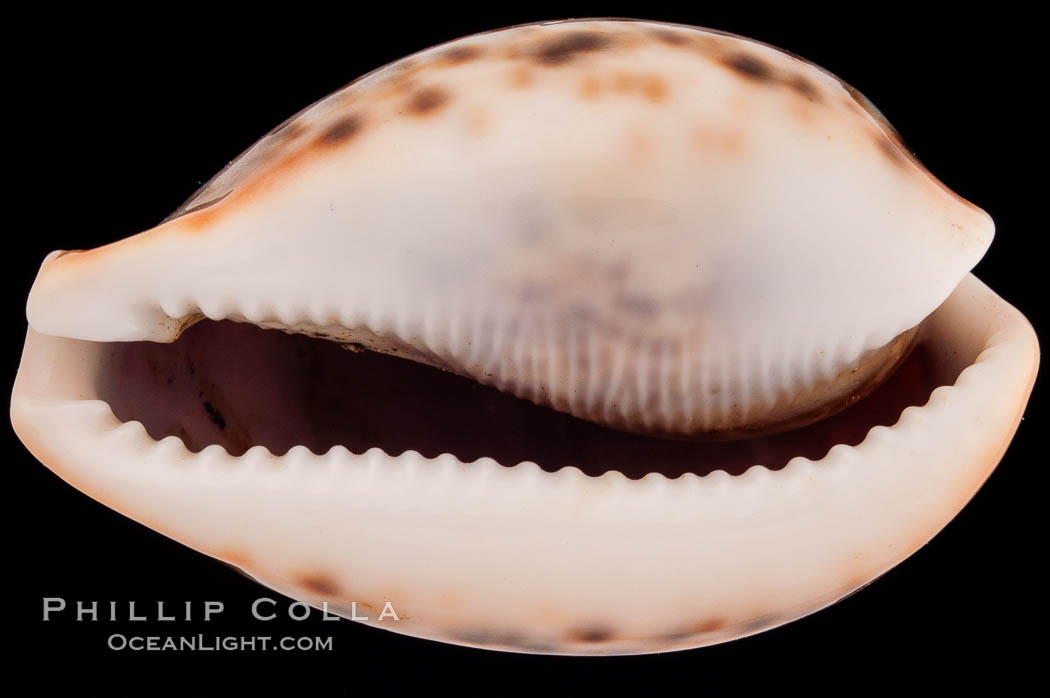 Dark form., Cypraea pantherina, natural history stock photograph, photo id 08346