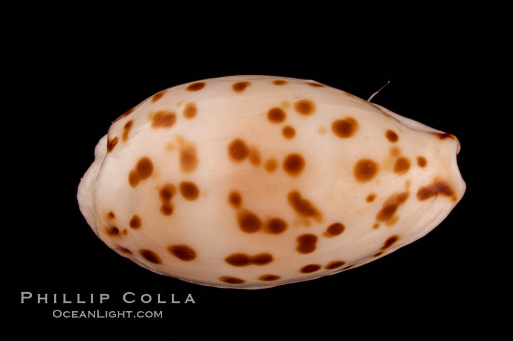 Dotted Cowrie., Cypraea punctata atomaria, natural history stock photograph, photo id 08065
