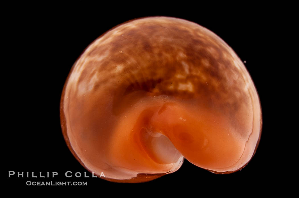 Pear Cowrie., Cypraea pyrum, natural history stock photograph, photo id 08251