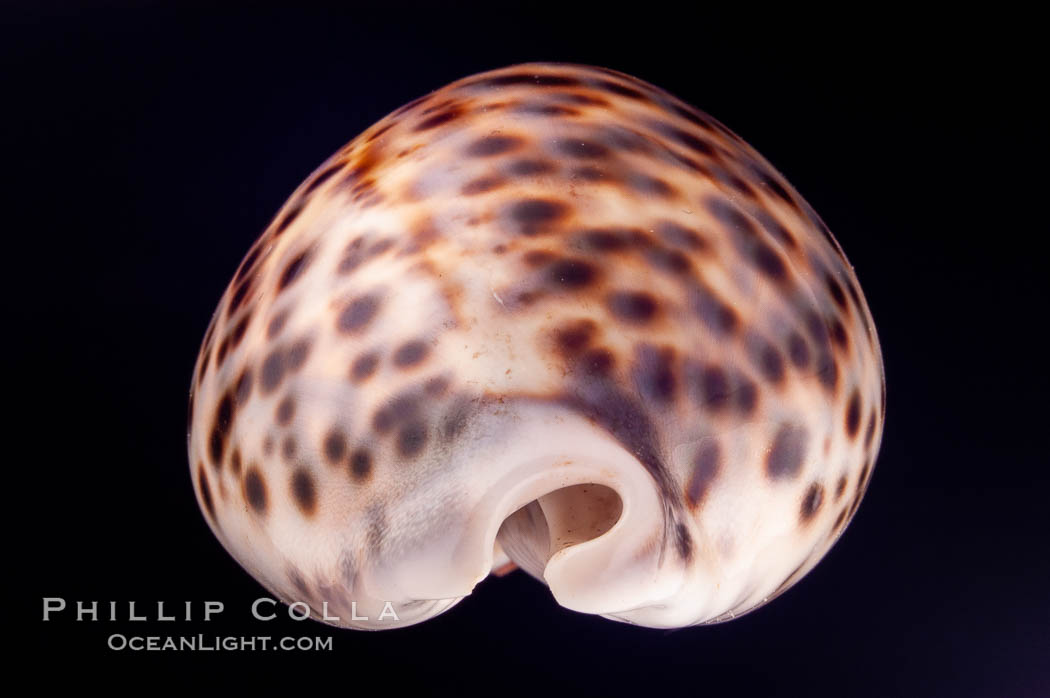 Tiger Cowrie., Cypraea tigris, natural history stock photograph, photo id 08008