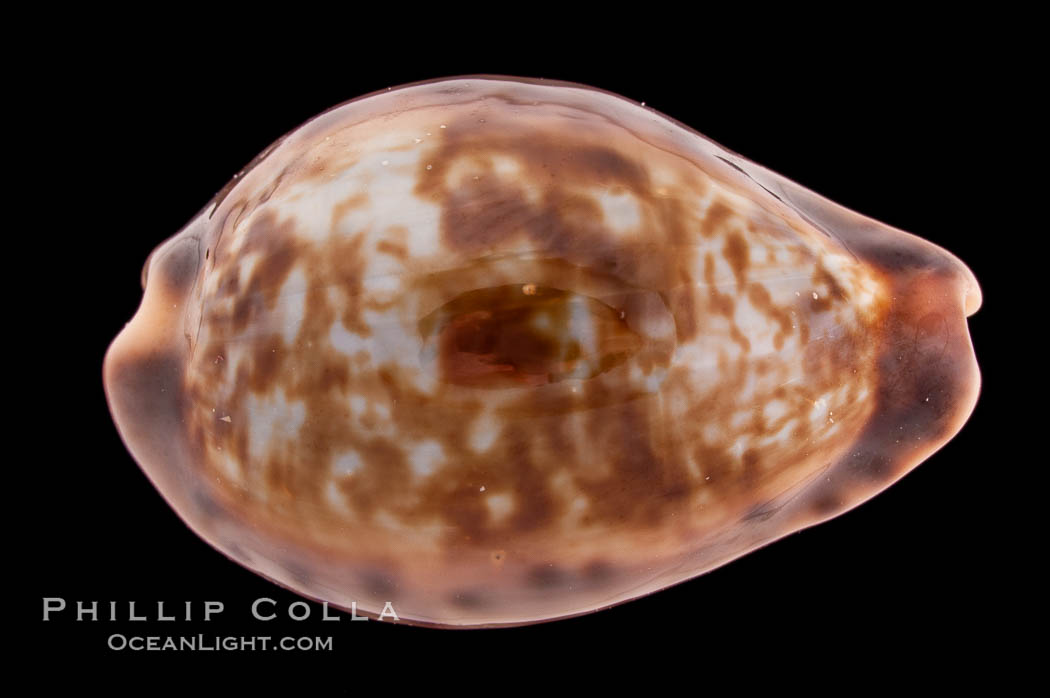 Zoned Cowrie., Cypraea zonaria, natural history stock photograph, photo id 08573