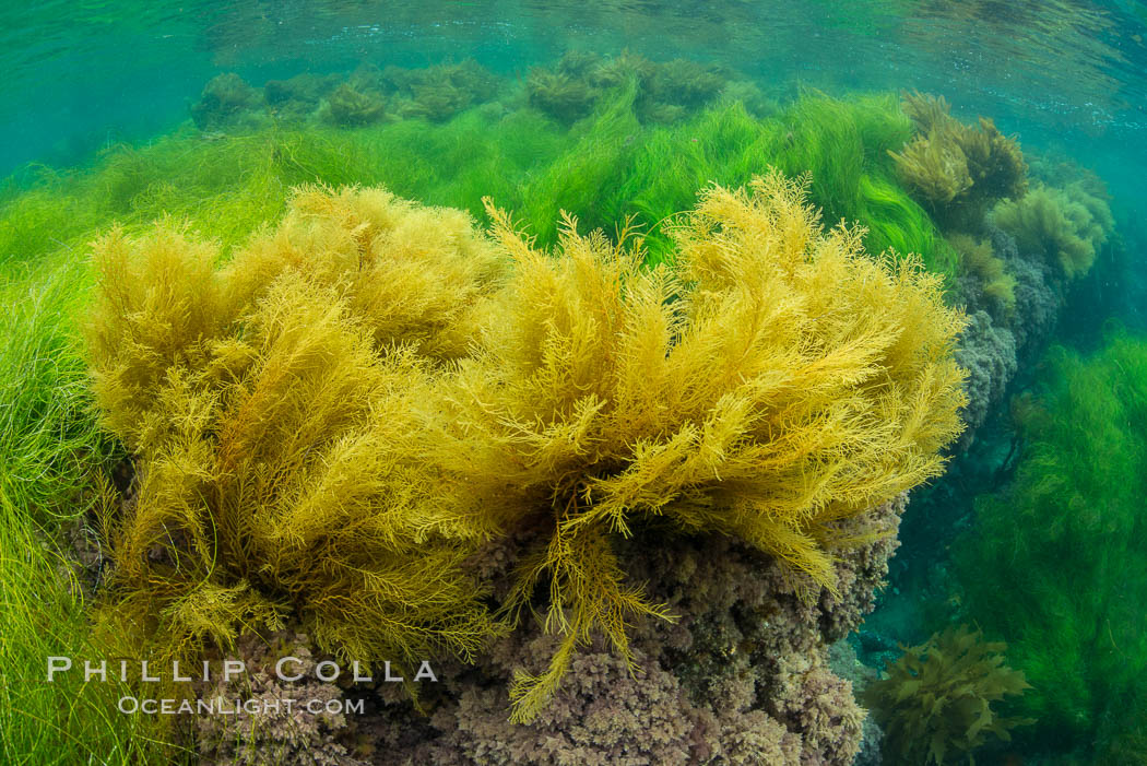 Stephanocystis dioica (yellow) and surfgrass (green), shallow water, San Clemente Island. California, USA, Phyllospadix, Stephanocystis dioica, natural history stock photograph, photo id 30946