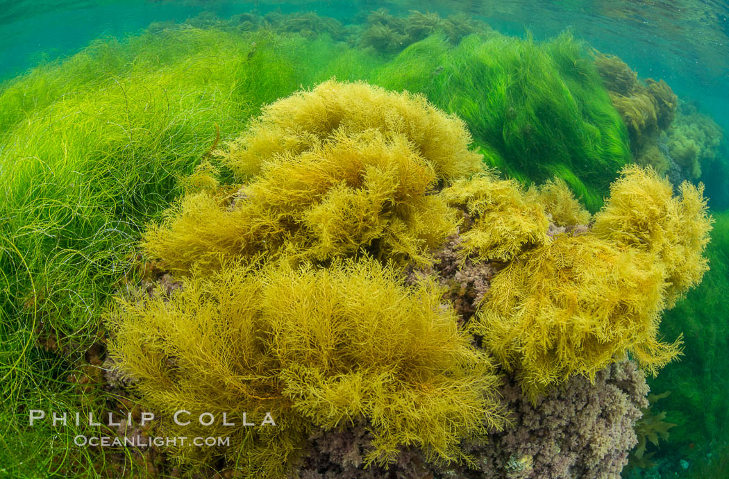 Stephanocystis dioica (yellow) and surfgrass (green), shallow water, San Clemente Island. California, USA, Phyllospadix, Stephanocystis dioica, natural history stock photograph, photo id 30947